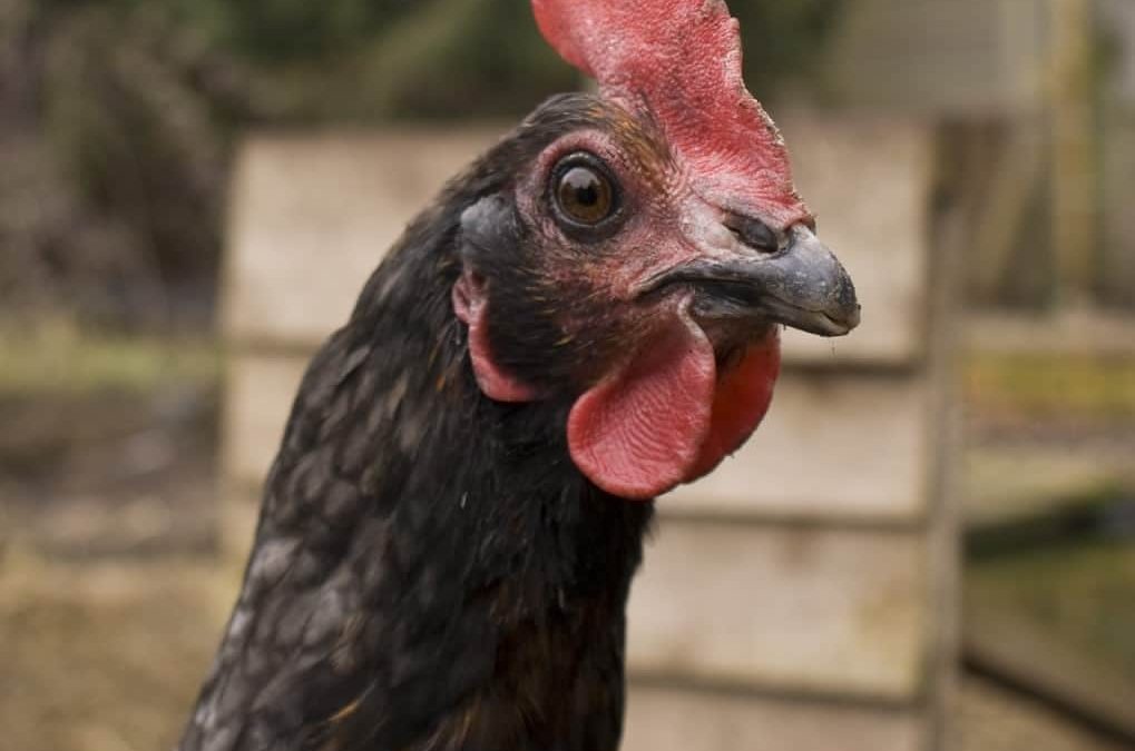 The Possible Danger Of Eating Poultry