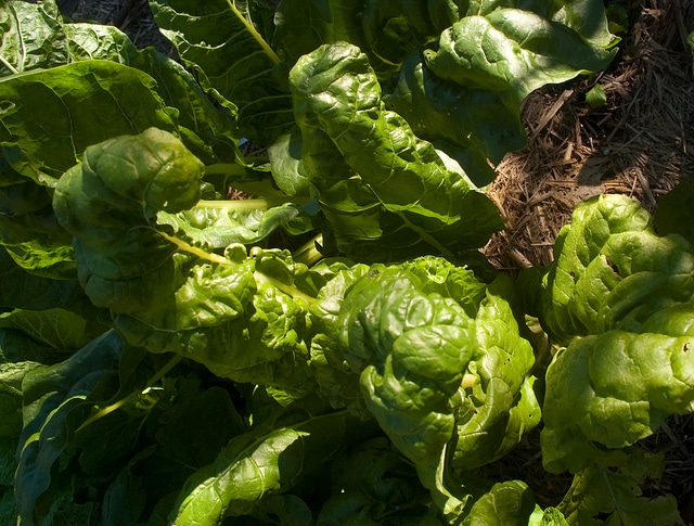 How To Store And Prepare Greens