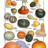 Posters de Alimentos Naturales - Chayote y Calabaza (9x12)