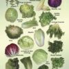 Posters de Alimentos Naturales - Ensladas Verdes (9x12)