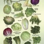 Posters de Alimentos Naturales - Ensladas Verdes (9x12)