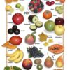 Posters de Alimentos Naturales -Frutas Frescas (9x12)