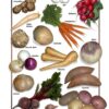Posters de Alimentos Naturales - Hortalizas de Raiz (9x12)