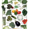 Natural Food Poster (9x12) - Assorted Vegetables