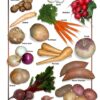 Natural Food Poster (9x12) - Root Vegetables 