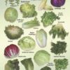 Natural Food Poster (9x12) - Salad Greens