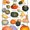 Natural Food Poster (9x12)- Squash & Pumpkin
